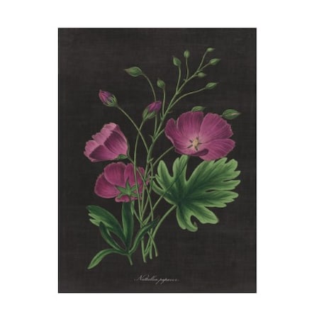 Trademark Fine Art Wild Apple Portfolio 'Botanical on Black Chart XIII' Canvas Art, 35x47 WAP12409-C3547GG